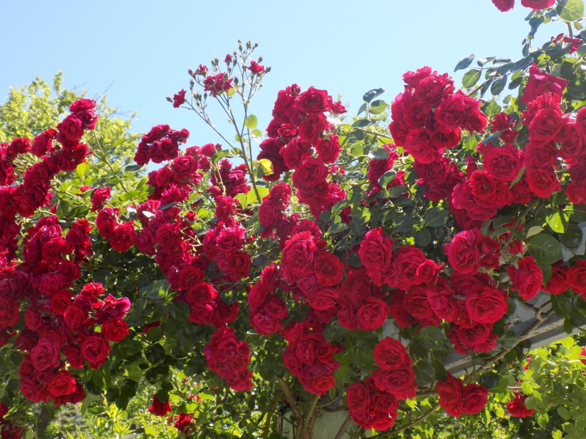 Des Roses Hotel ปลาตานิอาส ภายนอก รูปภาพ