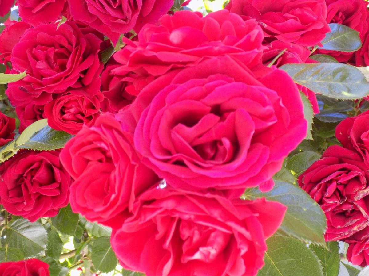 Des Roses Hotel ปลาตานิอาส ภายนอก รูปภาพ